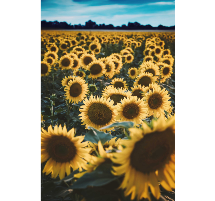 Sun flower field Flower blind - TenStickers
