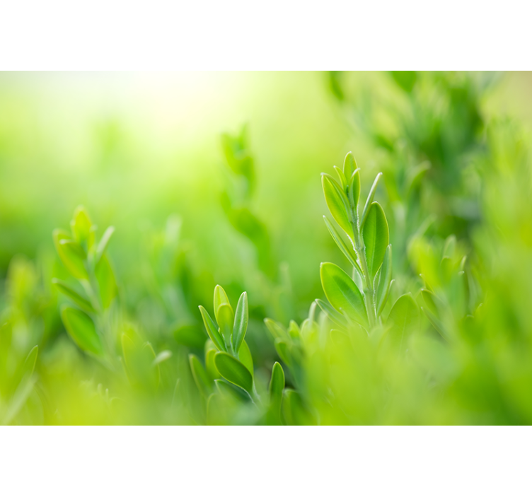 Lush greenery picture blind flowers and plants - TenStickers