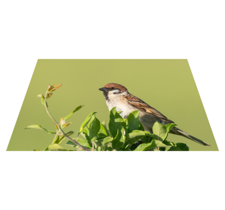 Modern placemats bird on green - TenStickers