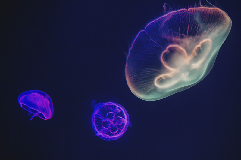 Personalised placemats colorful jellyfish design - TenStickers