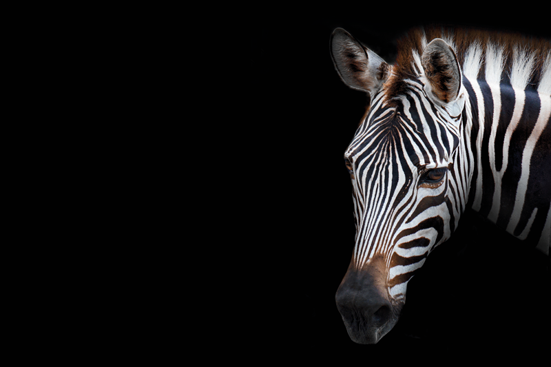 Original placemats zebra head close up - TenStickers