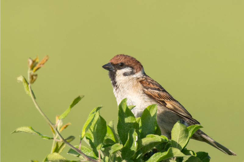 Modern placemats bird on green - TenStickers