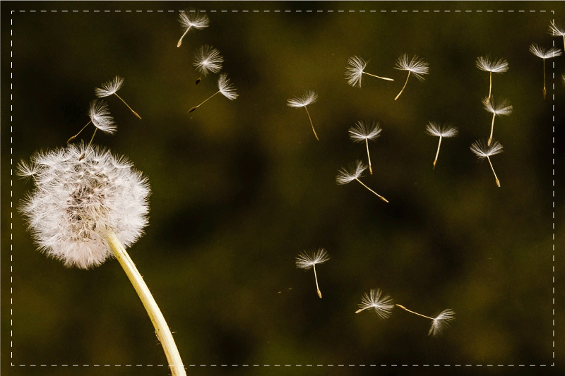 Original placemats dandelion seed fluff - TenStickers