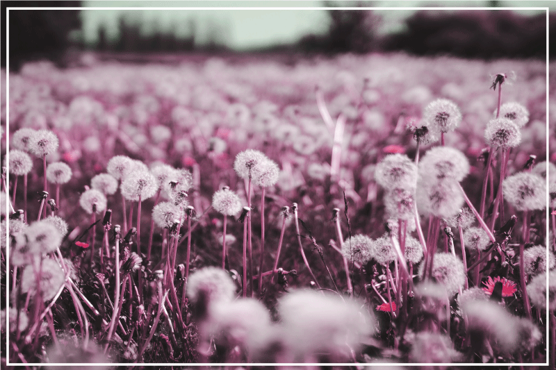 Textured placemats grapes and dandelions - TenStickers