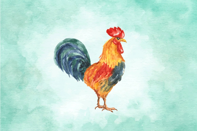 Original placemats colorful rooster artwork - TenStickers