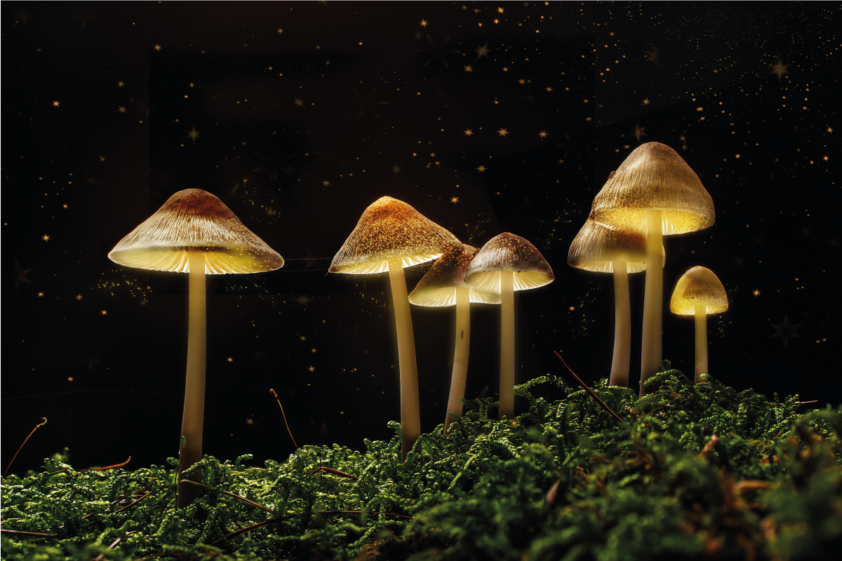 Original placemats mushrooms at night - TenStickers