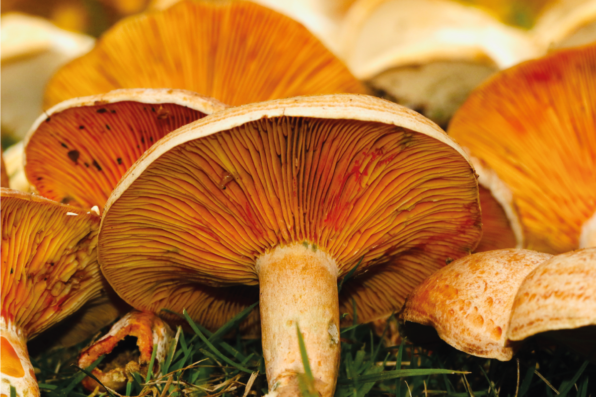 Original placemats mushrooms with ramen - TenStickers