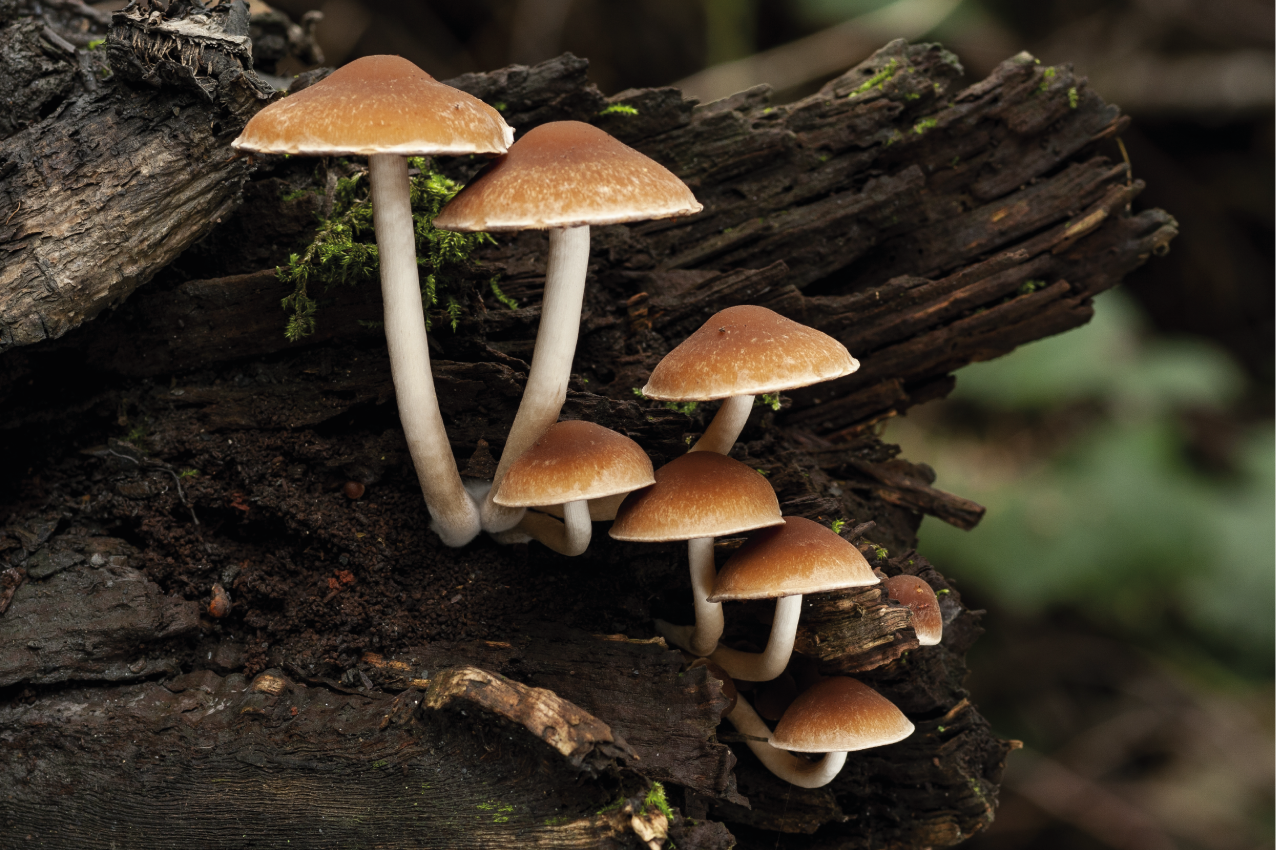 Original placemats mushroom cluster portrait - TenStickers
