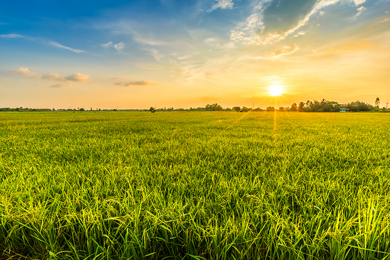 Personalised placemats sunset rice field - TenStickers
