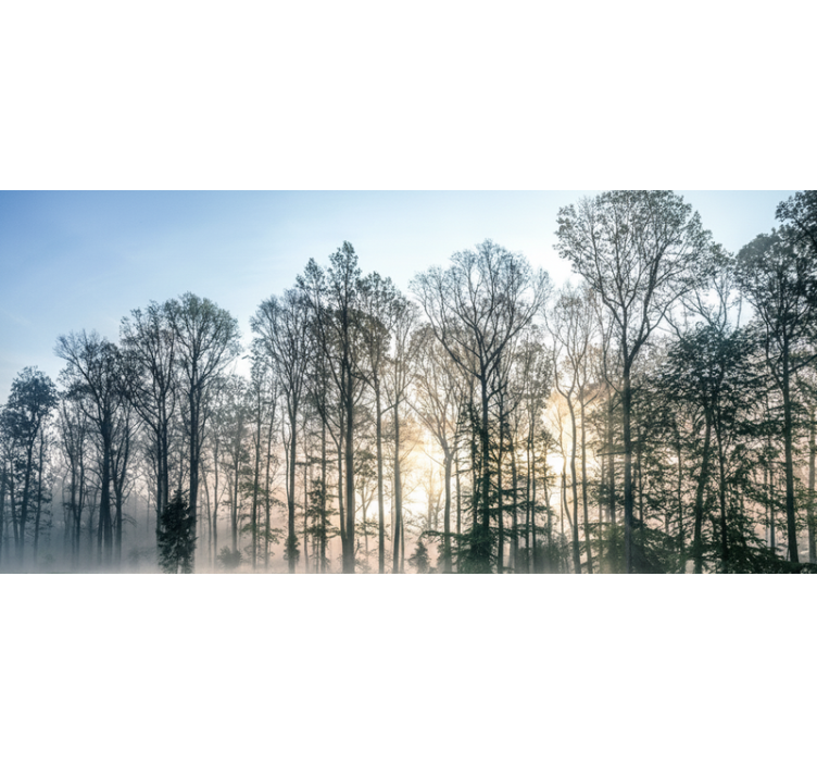 Forest wall mural misty morning meadow - TenStickers