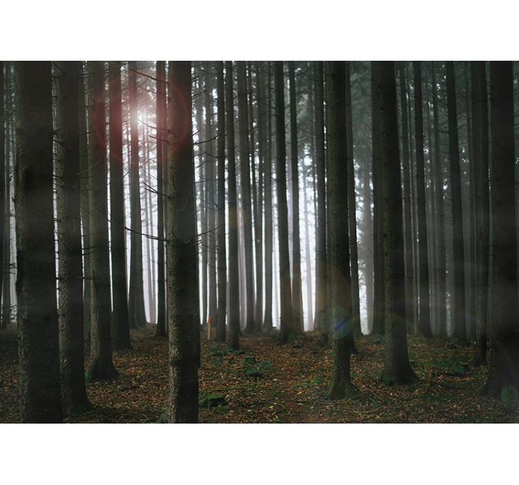 Misty Forest Scene living room wall mural - TenStickers