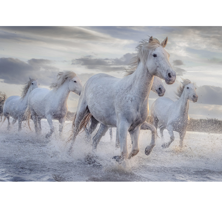Animals wall mural racing white stallions - TenStickers