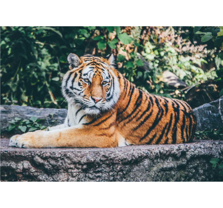 Majestic Tiger Stare animals wall mural - TenStickers