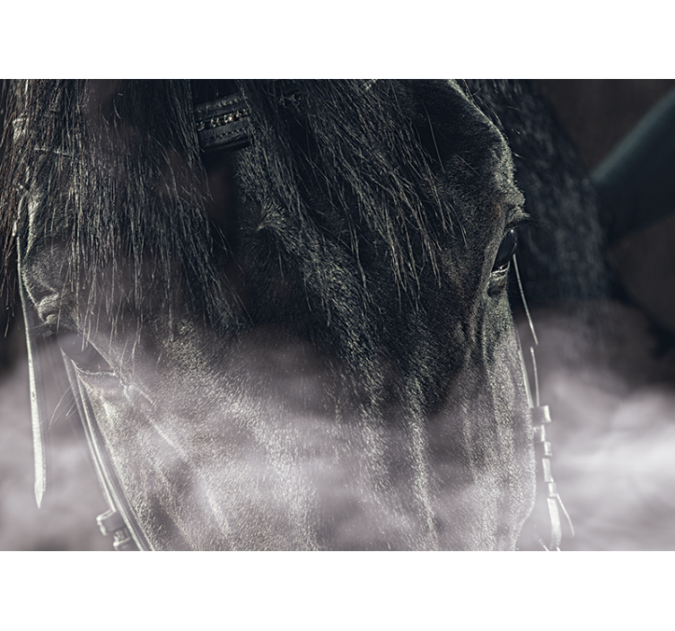 Majestic Horse Close-Up animals wall mural - TenStickers