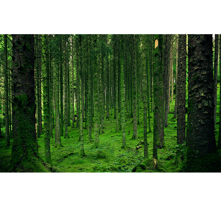 Forest wall mural verdant woodland design - TenStickers