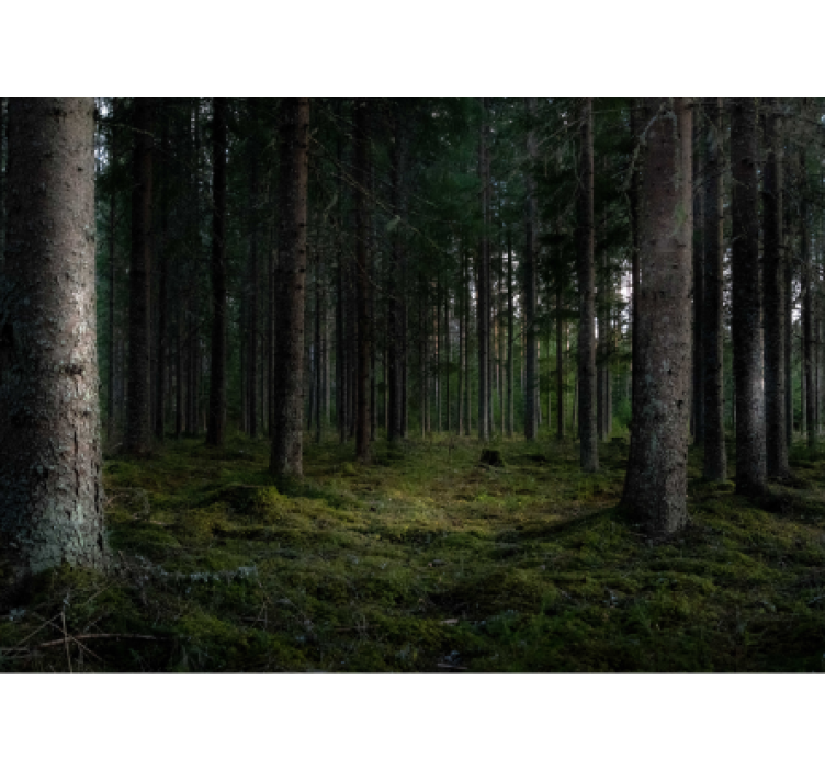 Lush forest scene forest wall mural - TenStickers