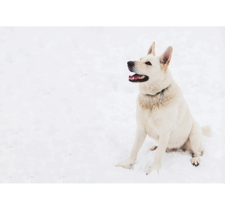 Happy White Dog animals wall mural - TenStickers