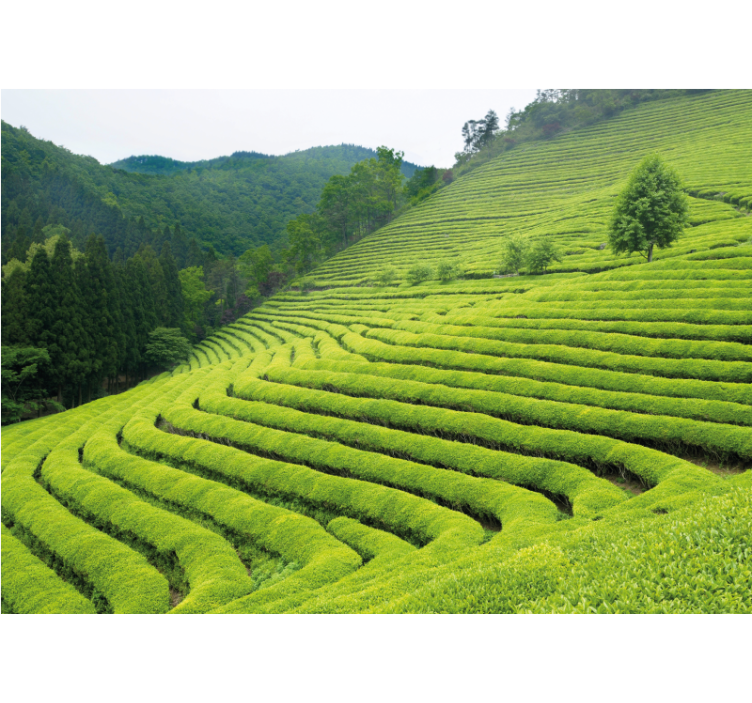 Wall mural nature tea estate landscape - TenStickers