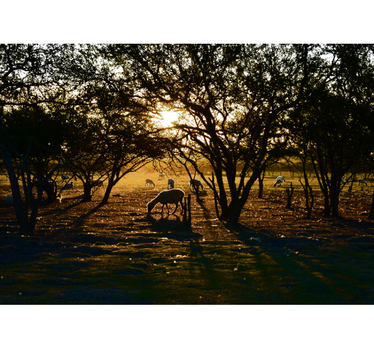 Wall mural nature golden sunset grazing - TenStickers