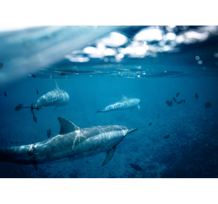 Underwater Dolphin Encounter under the sea wall mural - TenStickers
