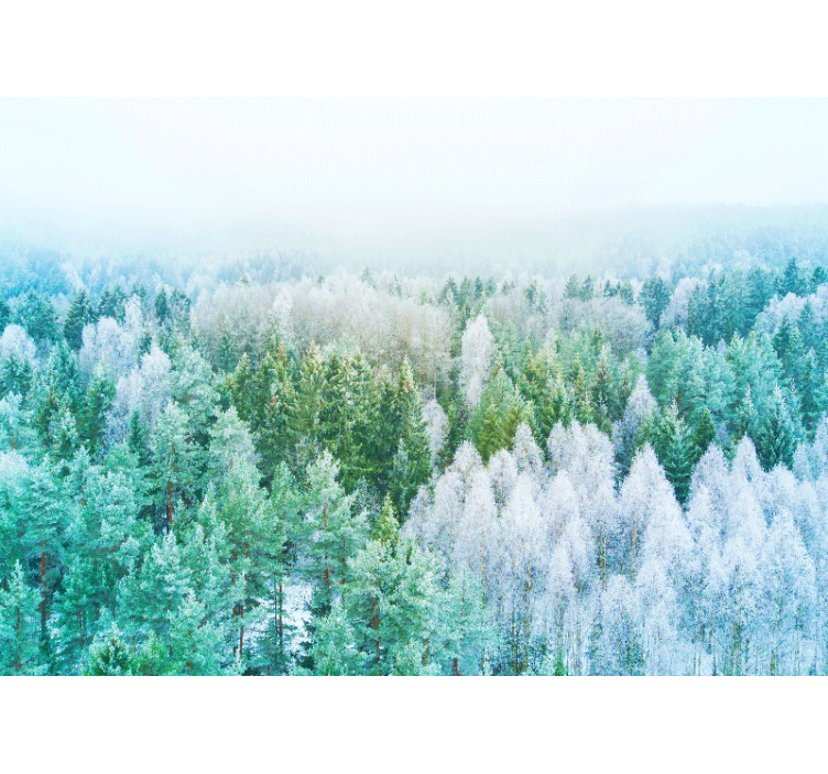 Forest Scenery View wall mural nature - TenStickers