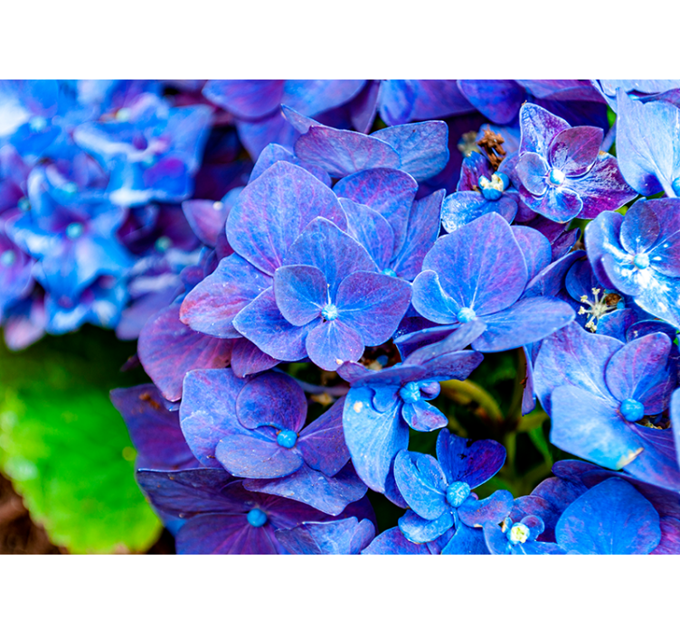 Vibrant Hydrangea Blooms flower wall mural - TenStickers