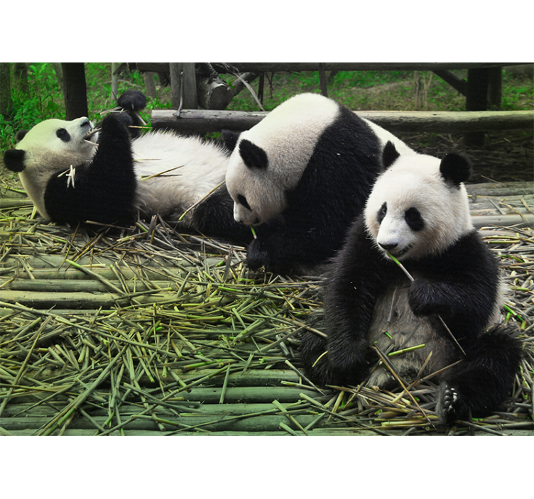 Playful Panda Family animals wall mural - TenStickers