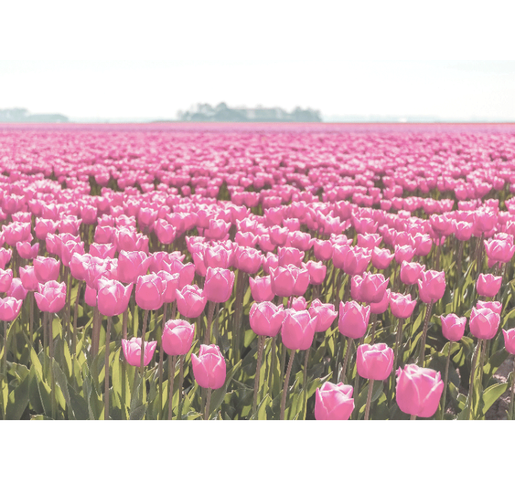 Poppy wall mural pink tulip fields - TenStickers