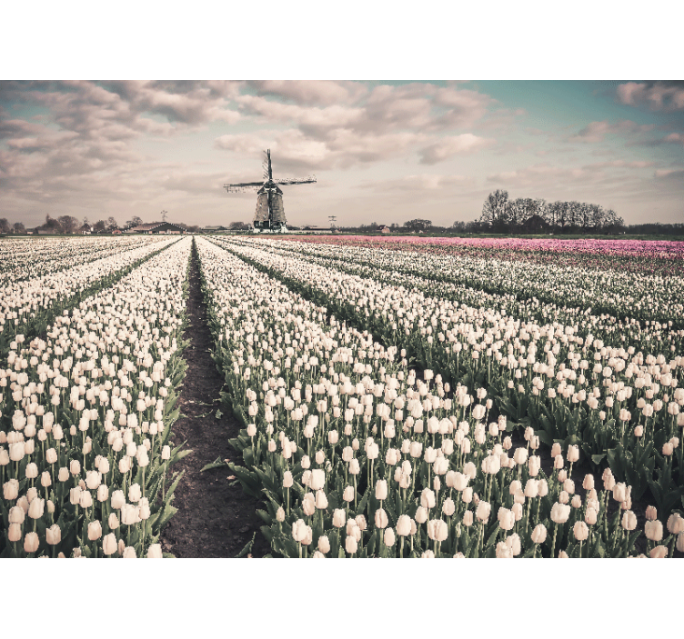 Tulip field scenery flower wall mural - TenStickers