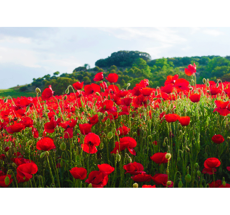 Poppy wall mural red poppy field - TenStickers