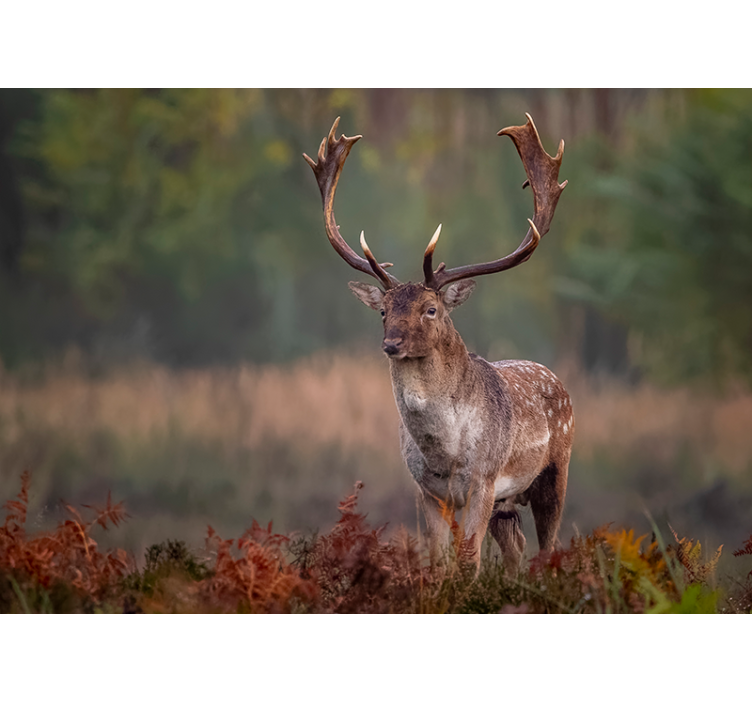 Animals wall mural majestic stag presence - TenStickers