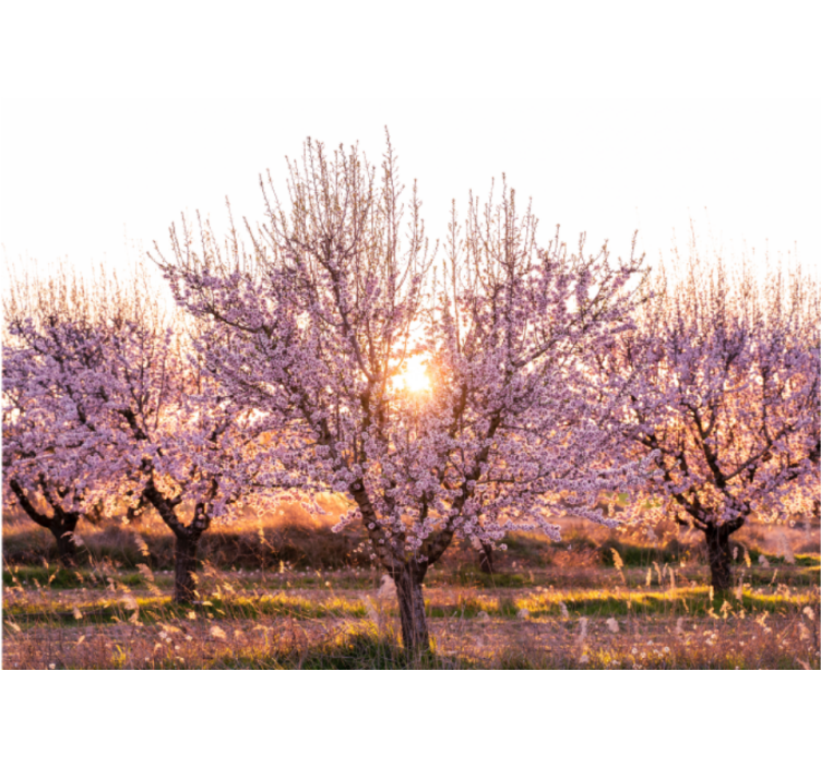 Flower wall mural blooming cherry trees - TenStickers