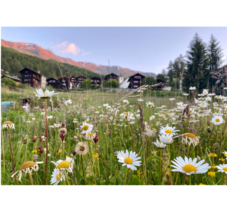 Flower wall mural flowering meadow scene - TenStickers