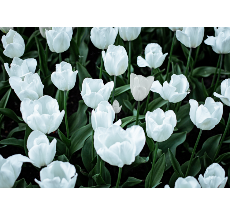 Elegant white tulips flower wall mural - TenStickers