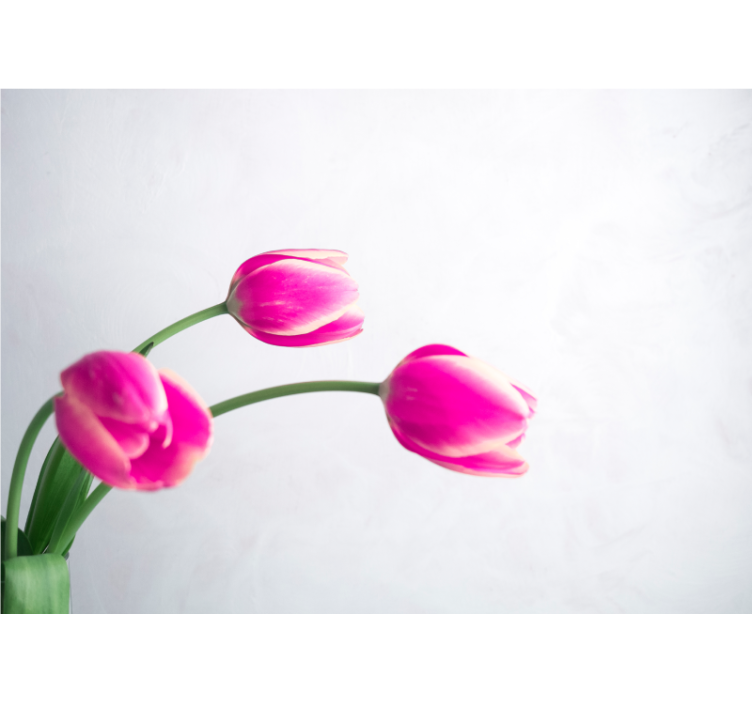 Three tulips white background wall mural - TenStickers