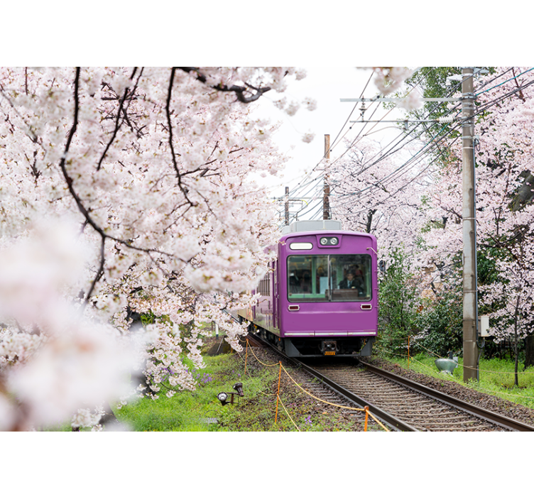 City wall mural cherry blossom train - TenStickers