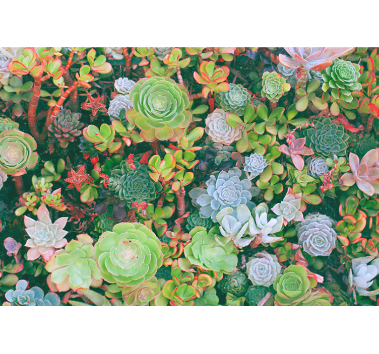 Flower wall mural succulent garden flowers - TenStickers