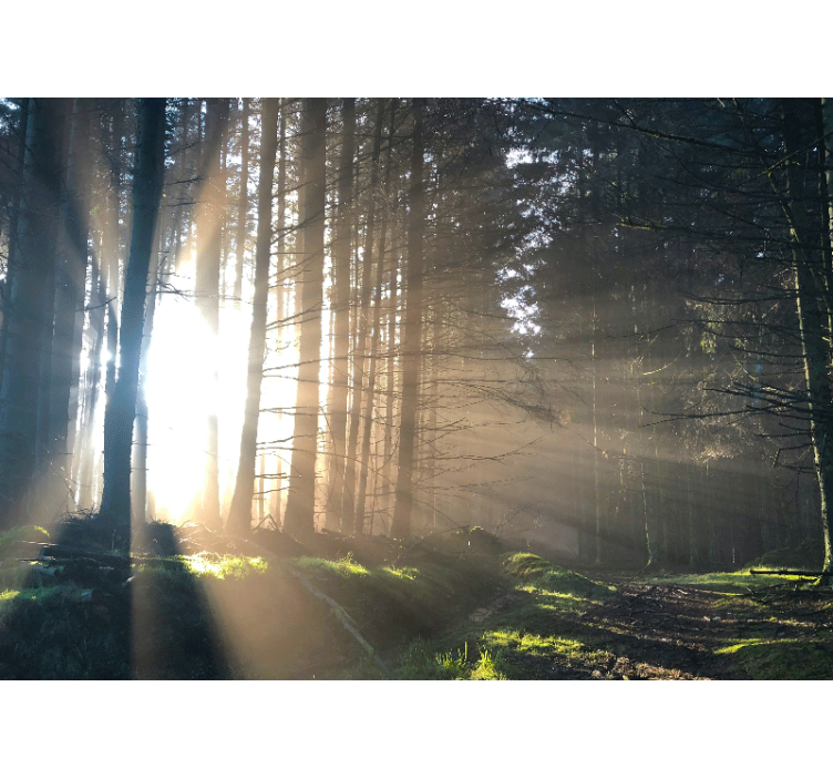 Light piercing through trees wall mural - TenStickers