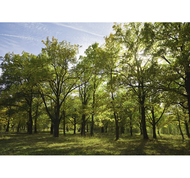 Wall mural nature lively leafy landscape - TenStickers