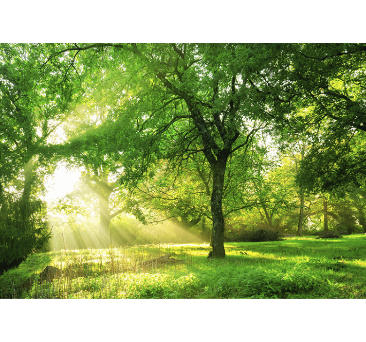Wall mural nature sunlit greenery scene - TenStickers