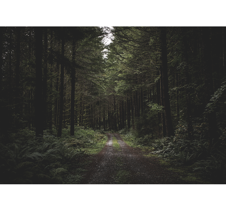 Wall mural nature verdant woodland path - TenStickers