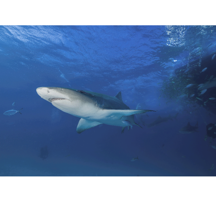 Animals wall mural majestic shark exploration - TenStickers