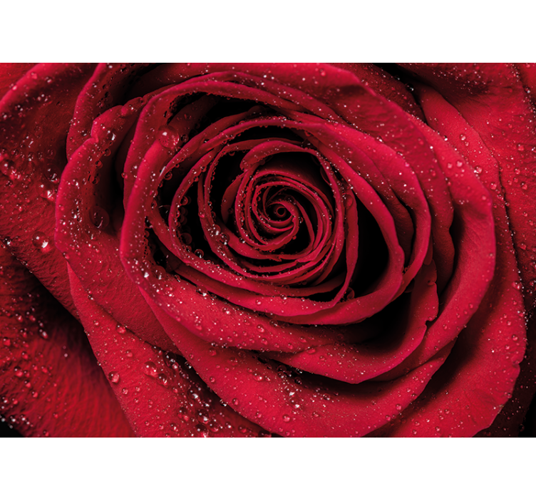 Flower wall mural rose with water droplets - TenStickers