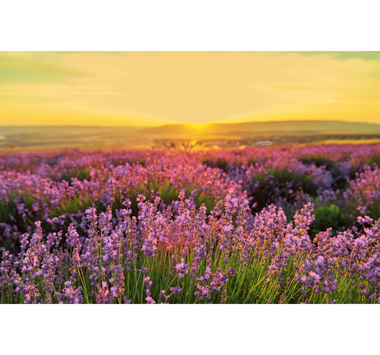 Flower wall mural lavender meadow at dusk - TenStickers
