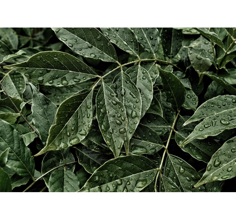 Wall mural nature vibrant leafy background - TenStickers