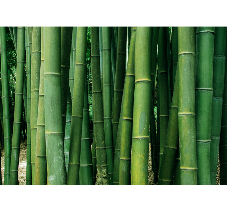 Bamboo wall mural lush forest design - TenStickers