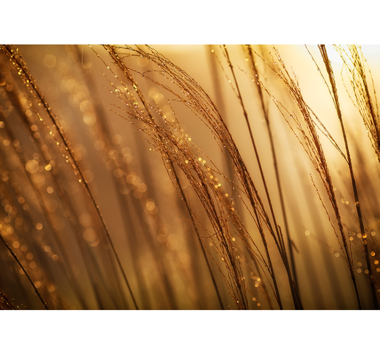 Wall mural nature gentle golden grass - TenStickers