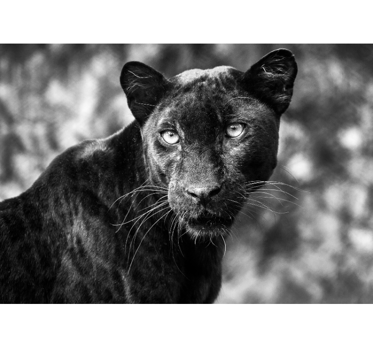 Animals wall mural black panther face - TenStickers
