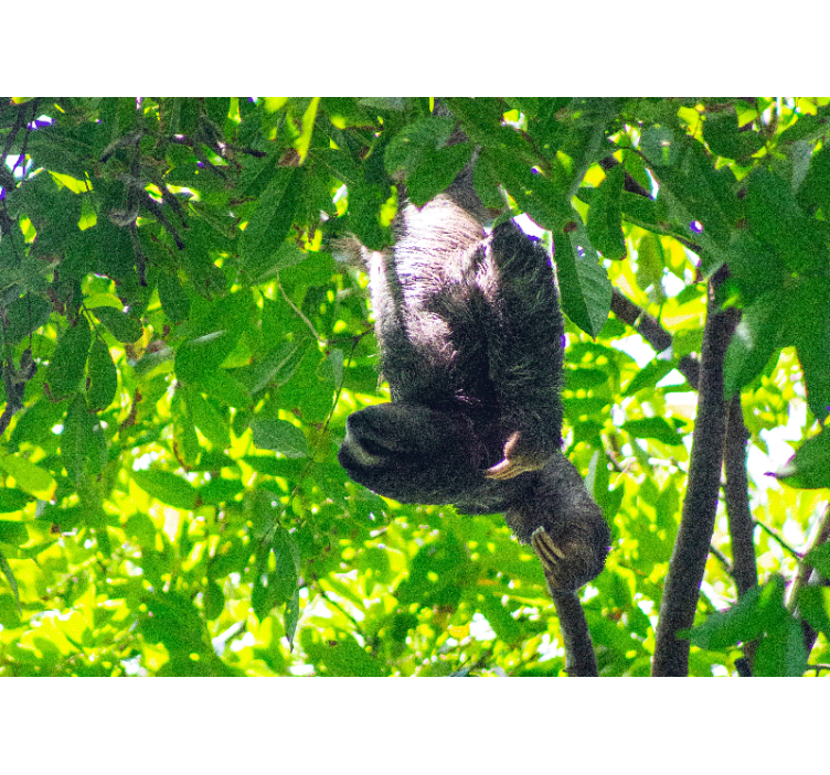 Animals wall mural sloth hanging in greenery - TenStickers