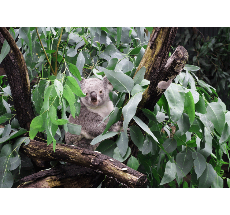 Animals wall mural koala among leaves - TenStickers